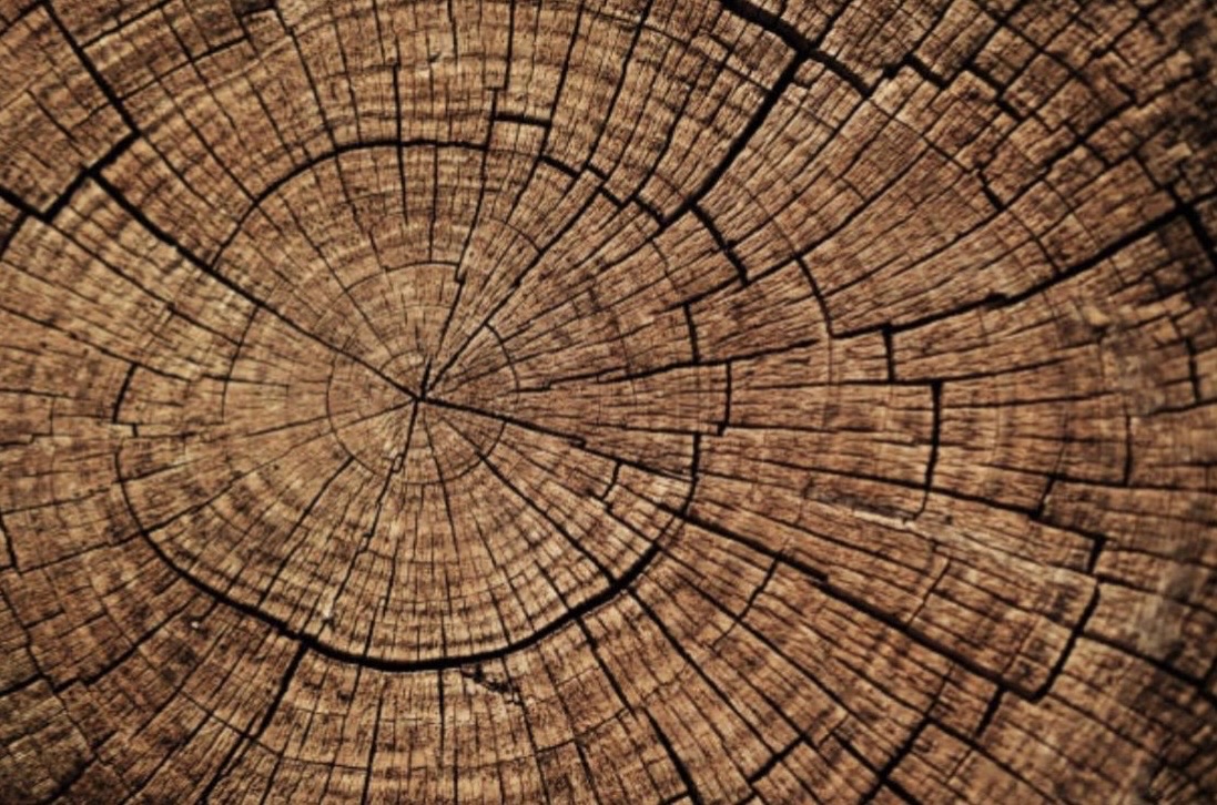 Growth rings on a tree trunk cross-section